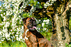 German Boxer