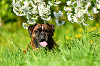 German Boxer portrait
