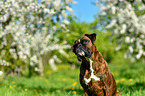 German Boxer