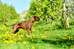 walking German Boxer