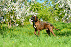 walking German Boxer