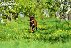 running German Boxer