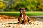 lying German Boxer