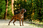 standing German Boxer