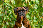 German Boxer portrait