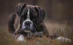 lying German Boxer Puppy