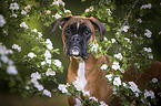 standing German Boxer