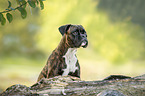 German Boxer Portrait