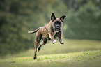 running German Boxer