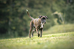 walking German Boxer
