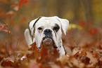German Boxer Portrait