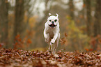 running German Boxer