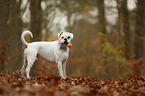 German Boxer with toy