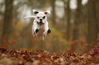 jumping German Boxer