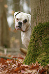 German Boxer Portrait