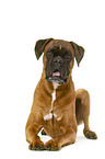 German Boxer in front of white background