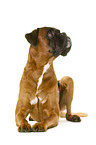 German Boxer in front of white background