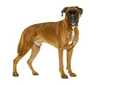 German Boxer in front of white background