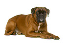 German Boxer in front of white background