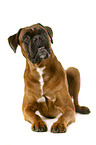 German Boxer in front of white background