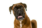 German Boxer in front of white background
