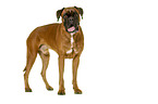 German Boxer in front of white background