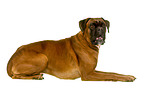 German Boxer in front of white background