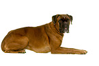 German Boxer in front of white background
