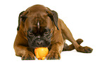 German Boxer in front of white background