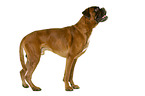 German Boxer in front of white background