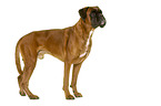 German Boxer in front of white background