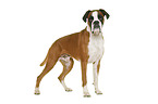 German Boxer in front of white background