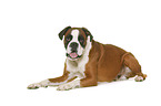 German Boxer in front of white background