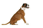 German Boxer in front of white background