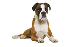 German Boxer in front of white background
