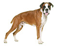 German Boxer in front of white background