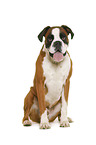 German Boxer in front of white background