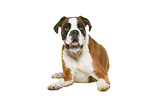 German Boxer in front of white background