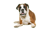 German Boxer in front of white background