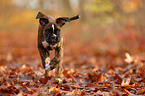 German Boxer Puppy