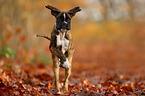 German Boxer Puppy