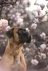 German Boxer Portrait