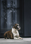 lying German Boxer