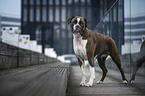 standing German Boxer