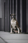 sitting German Boxer