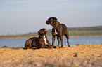 German Boxers