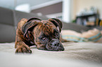 lying German Boxer