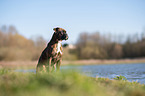 German Boxer