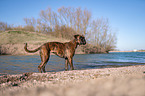 standing German Boxer