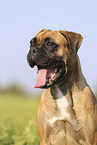 German Boxer Portrait